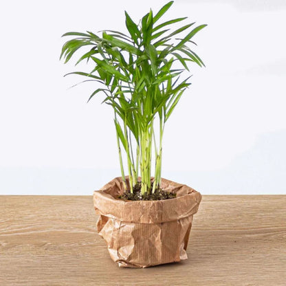 Plante Terrarium | Mini-Palmier Chamaedorea Elegans