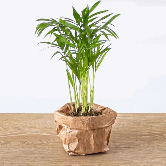 Plante Terrarium | Mini-Palmier Chamaedorea Elegans