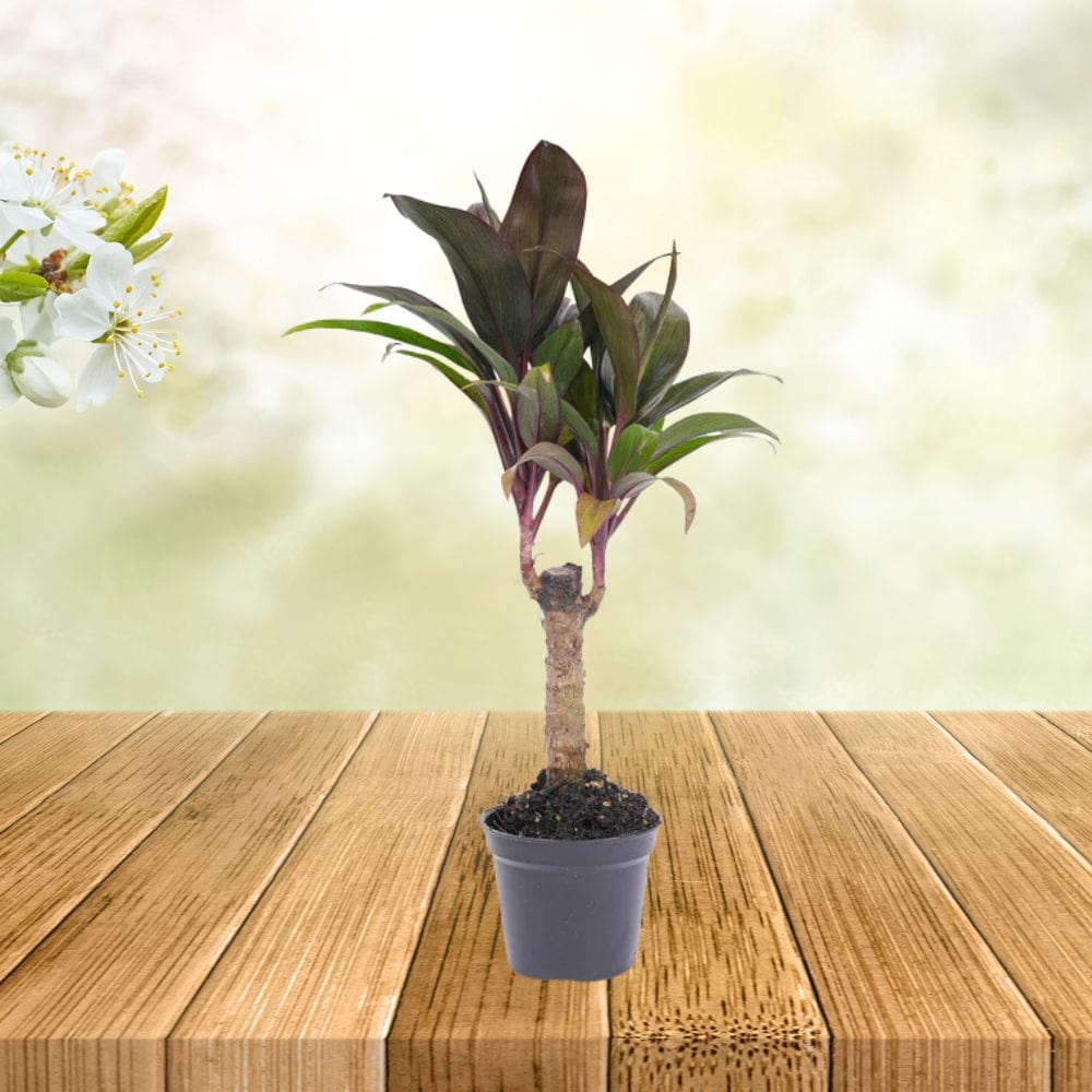 Plante Terrarium | Mini-Palmier Cordyline Fruticosa