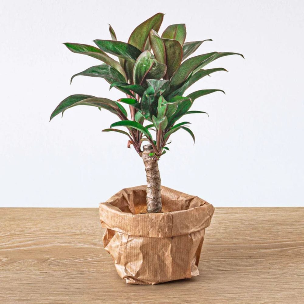 Plante Terrarium | Mini-Palmier Cordyline Fruticosa