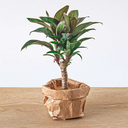 Plante Terrarium | Mini-Palmier Cordyline Fruticosa