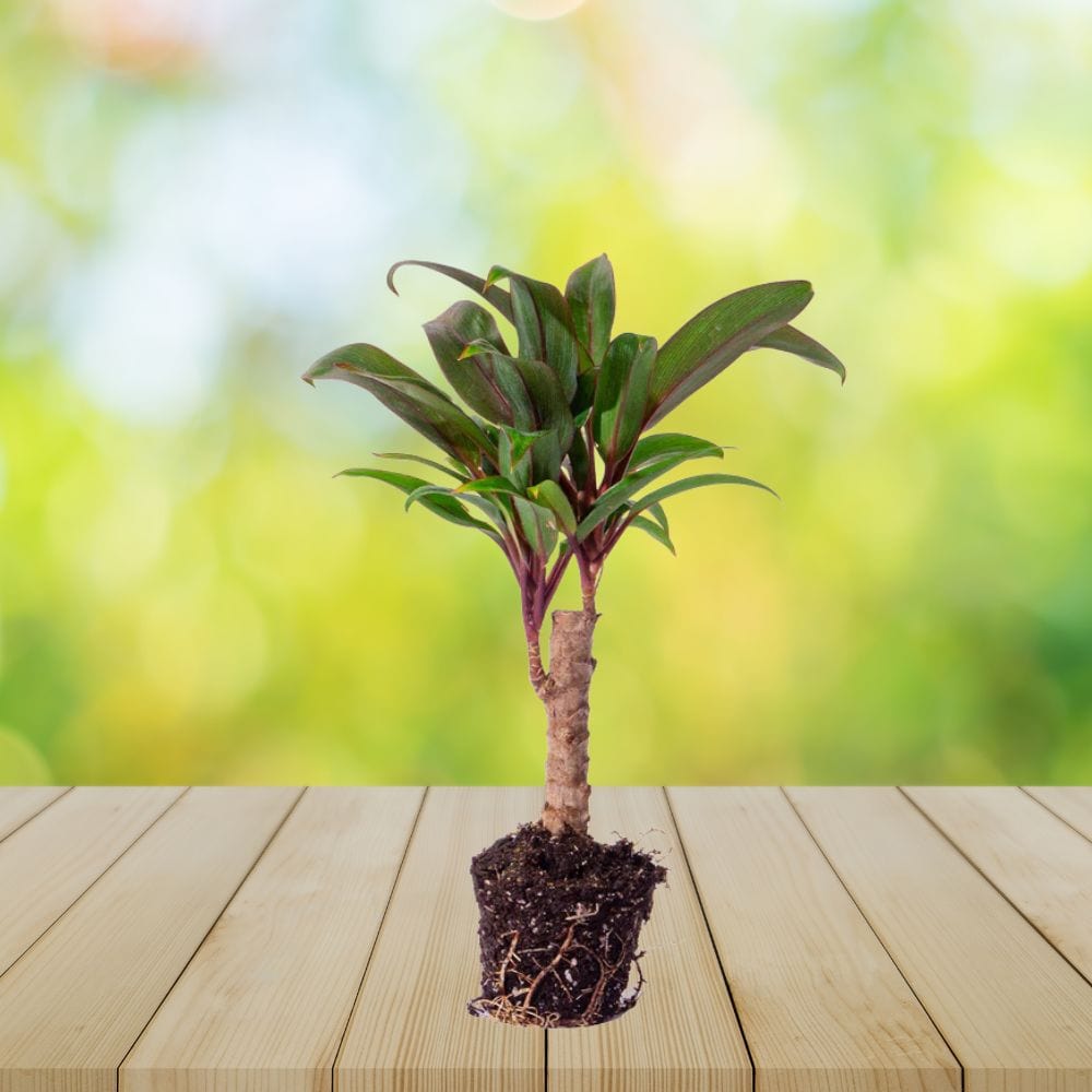 Plante Terrarium | Mini-Palmier Cordyline Fruticosa