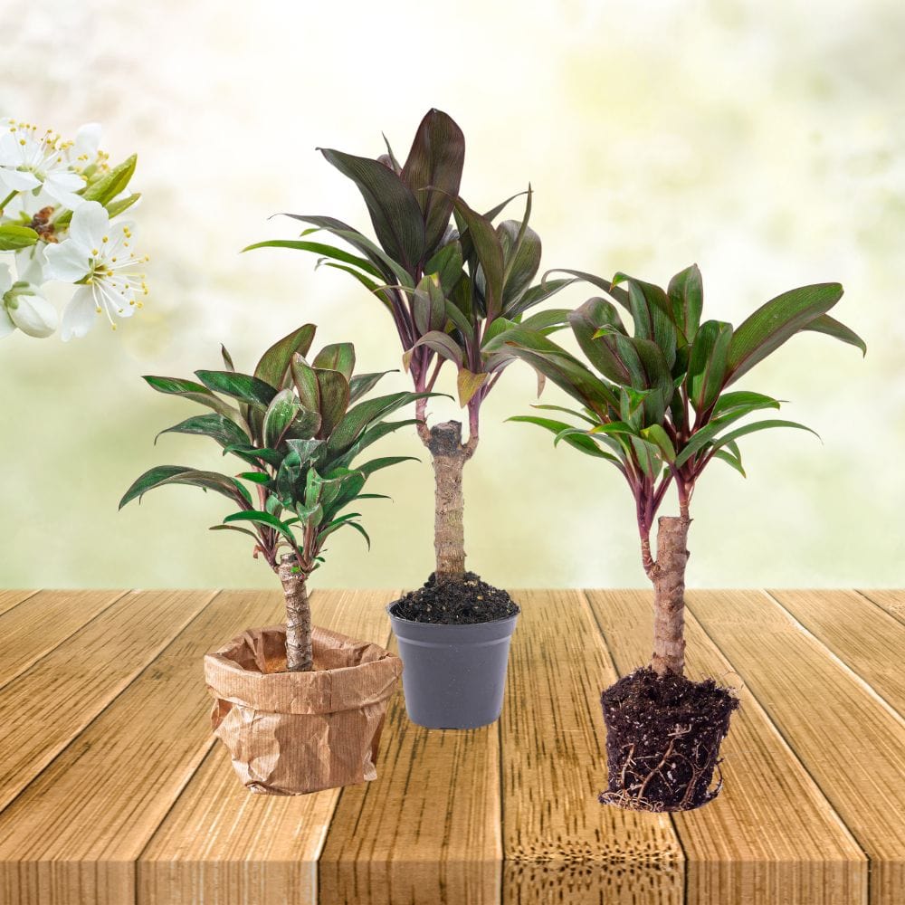 Plante Terrarium | Mini-Palmier Cordyline Fruticosa