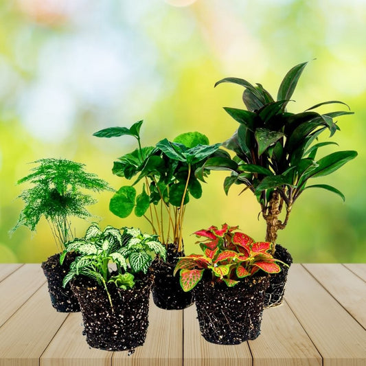 Set 5 Plantes Terrarium | Coffea, Palmier, Fougère, Fittonia