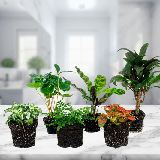 Set 6 Plantes Terrarium | Tropical Mix