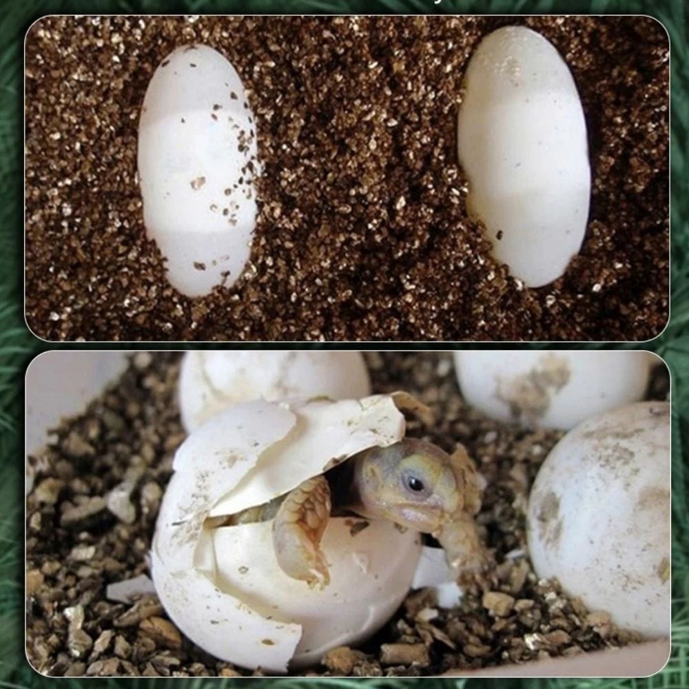 Substrat d’Incubation | 4L Idéal Reproduction Reptiles et Jardinage
