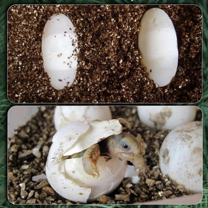 Substrat d’Incubation | 4L Idéal Reproduction Reptiles et Jardinage