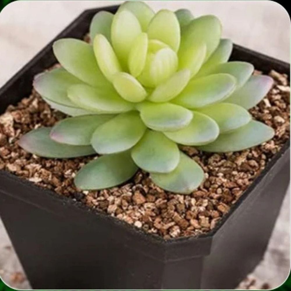 Substrat d’Incubation | 4L Idéal Reproduction Reptiles et Jardinage