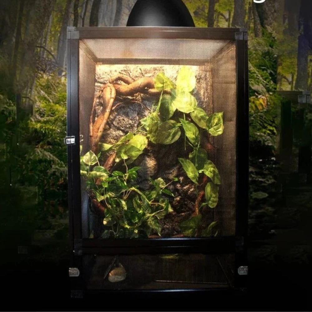 Terrarium Insectes Vertical | Insectes, Phasmes, Petit Reptiles