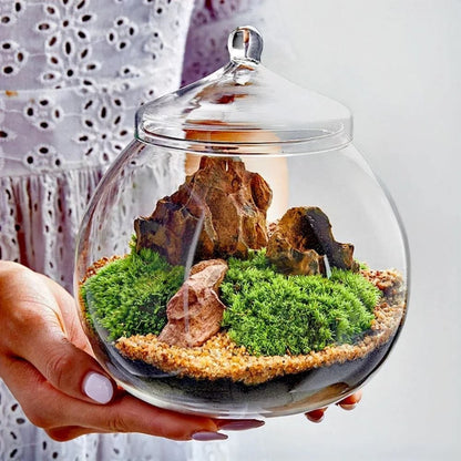 Terrarium Plante | Bocal Rond en Verre avec Couvercle