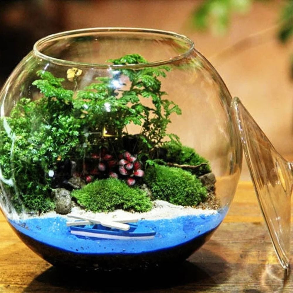 Terrarium Plante | Bocal Rond en Verre avec Couvercle