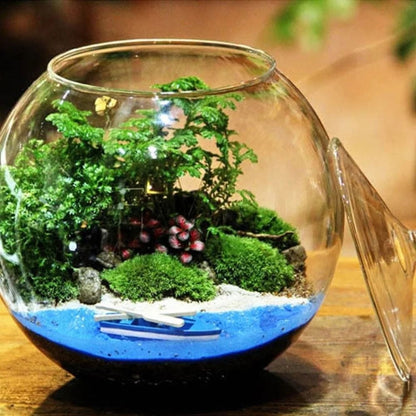 Terrarium Plante | Bocal Rond en Verre avec Couvercle