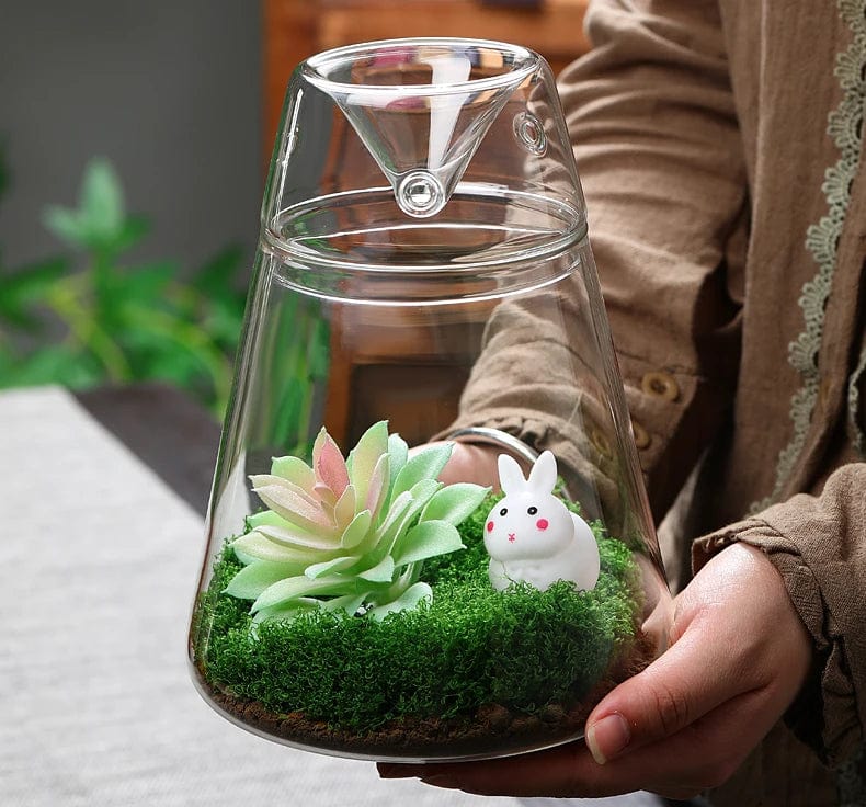 Terrarium Plante | Bocal Transparent Design