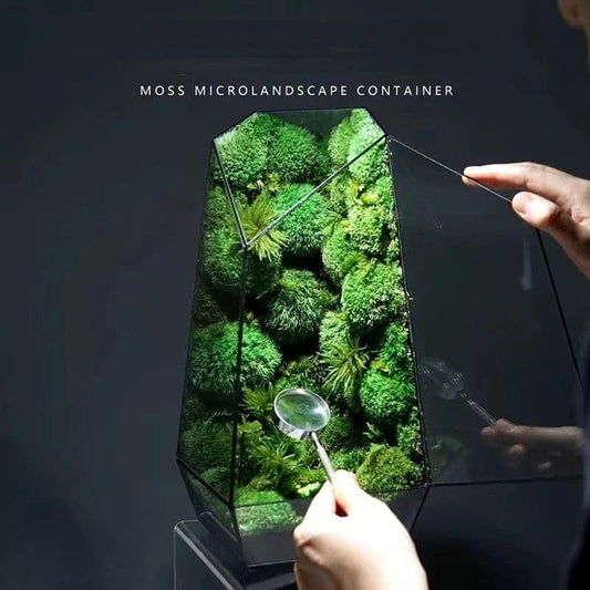 Terrarium Plante | Fermé Design Angulaire pour Micro-Jardin