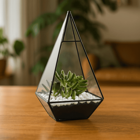 Terrarium Plante | Forme Géométrique Moderne