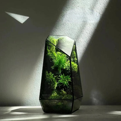Terrarium Plante | Géométrique en Verre Forme Trapèze