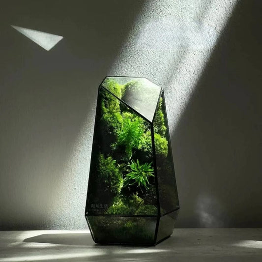 Terrarium Plante | Géométrique en Verre Forme Trapèze