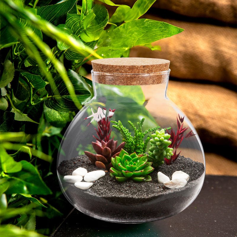 Terrarium Plante | Jarre en Verre Transparent Design