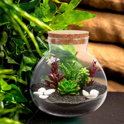 Terrarium Plante | Jarre en Verre Transparent Design