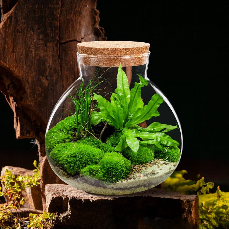 Terrarium Plante | Jarre en Verre Transparent Design