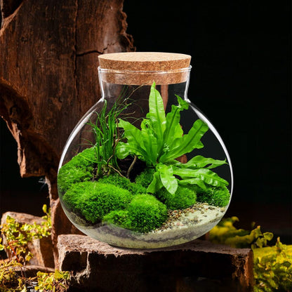 Terrarium Plante | Jarre en Verre Transparent Design