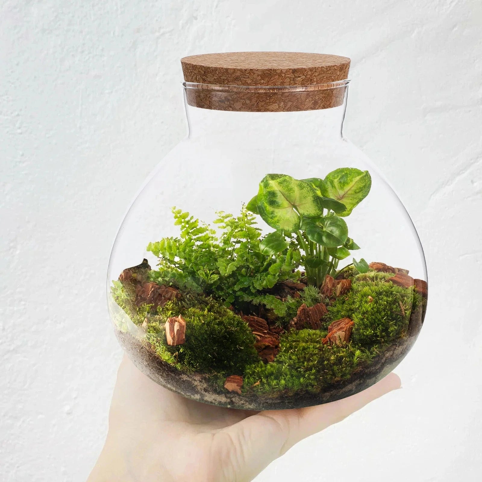 Terrarium Plante | Jarre en Verre Transparent Design