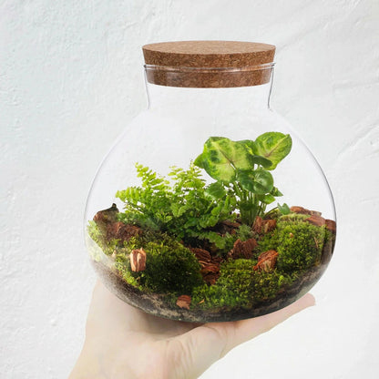 Terrarium Plante | Jarre en Verre Transparent Design