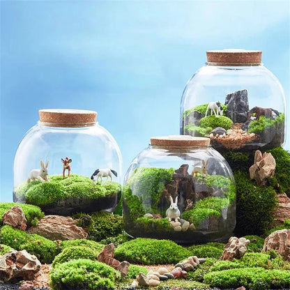 Terrarium Plante | Style Nature & Déco