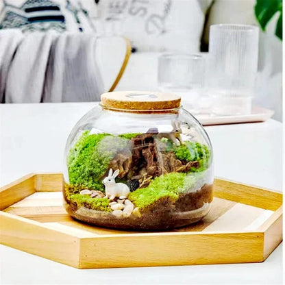 Terrarium Plante | Style Nature & Déco