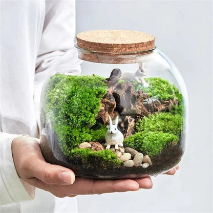 Terrarium Plante | Style Nature & Déco