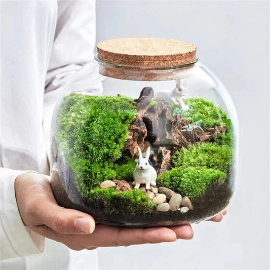 Terrarium Plante | Style Nature & Déco