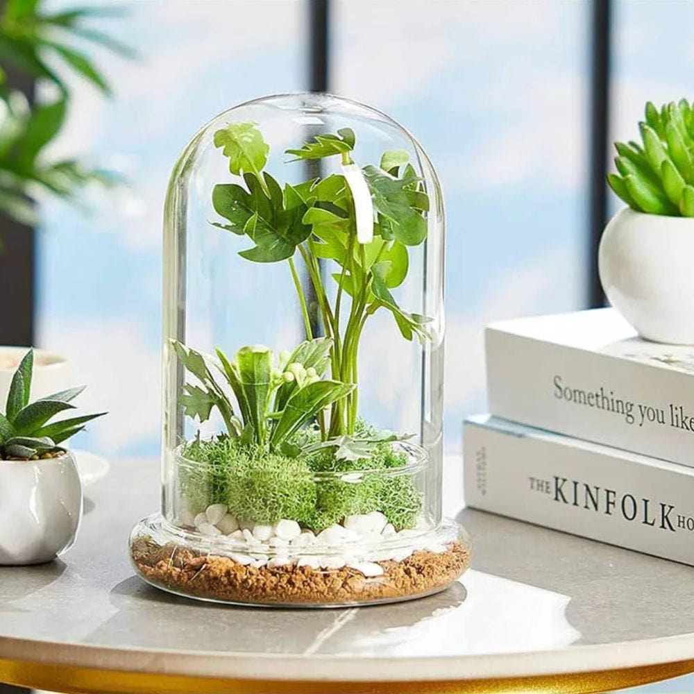 Terrarium Plante | Verre Transparent Style Dôme