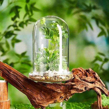 Terrarium Plante | Verre Transparent Style Dôme