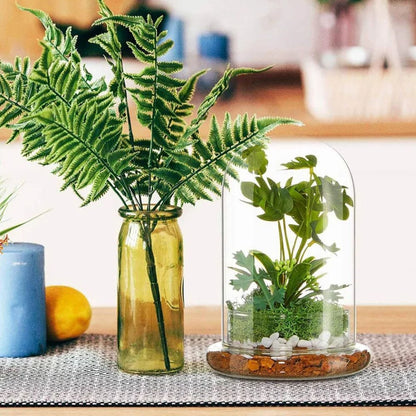 Terrarium Plante | Verre Transparent Style Dôme