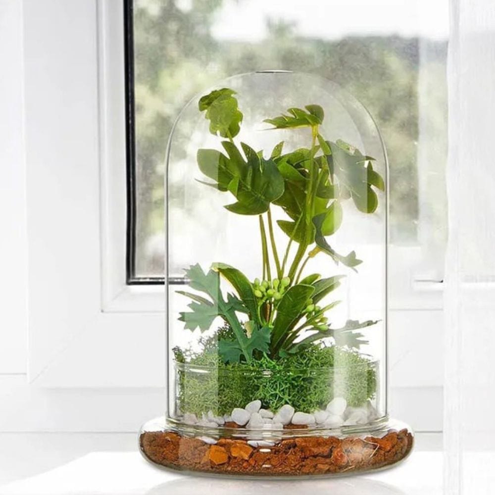Terrarium Plante | Verre Transparent Style Dôme