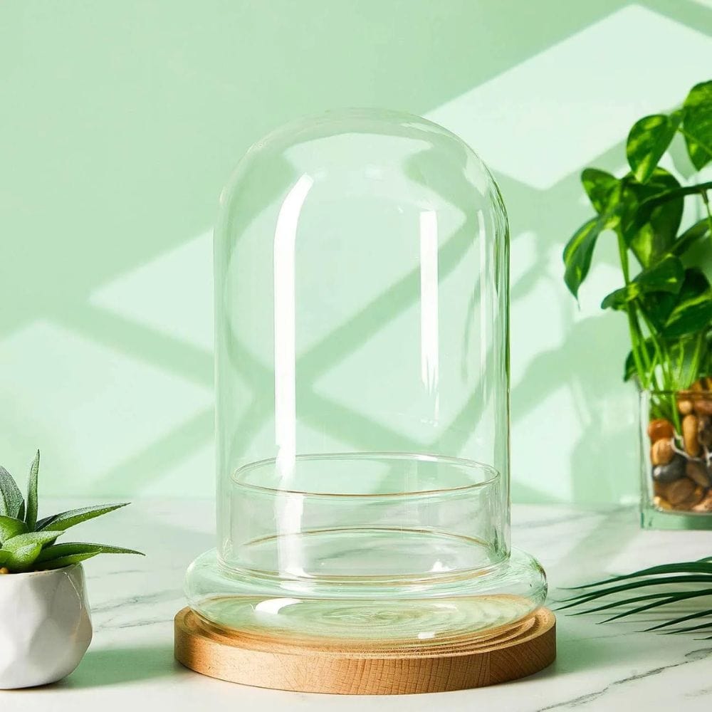 S Terrarium Plante | Verre Transparent Style Dôme