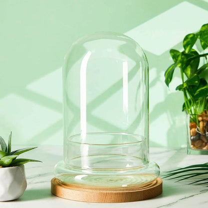 S Terrarium Plante | Verre Transparent Style Dôme