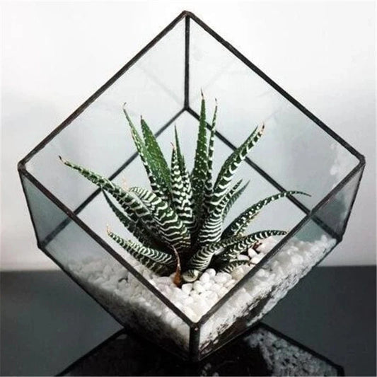 M The Cube Shape Plant Solder Glass Terrarium Kit Creative Flower Vase Glass Flowerpots For Home Garden Wedding Decoration